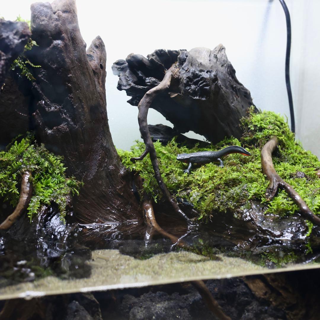 格安レイアウト水槽　イモリウム　アクアテラリウム