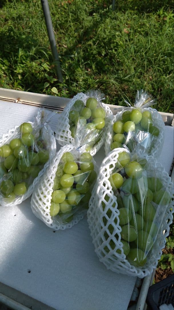 【くるみぱんさま専用】シャイン2箱分