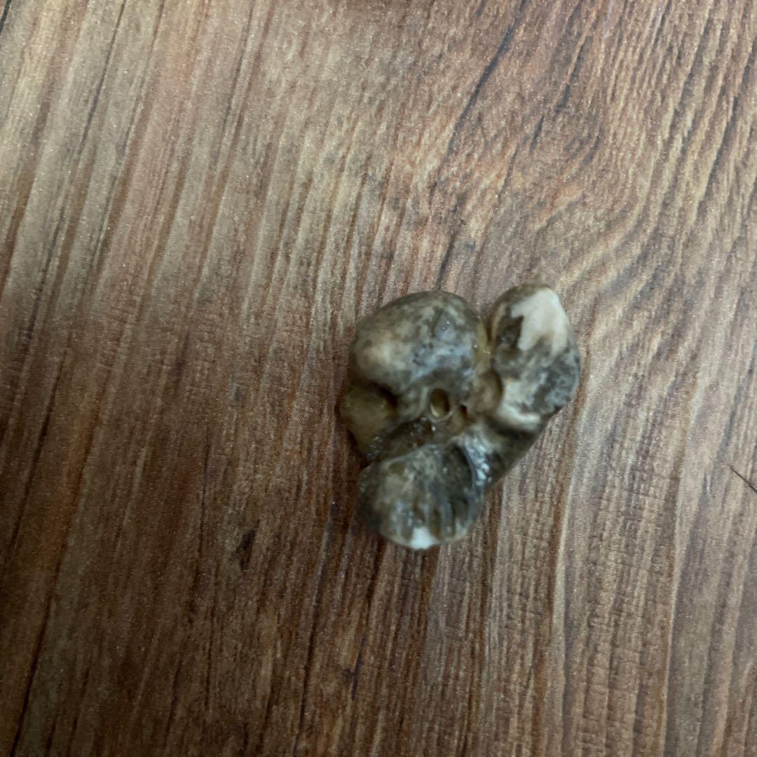 イルカの耳骨　化石