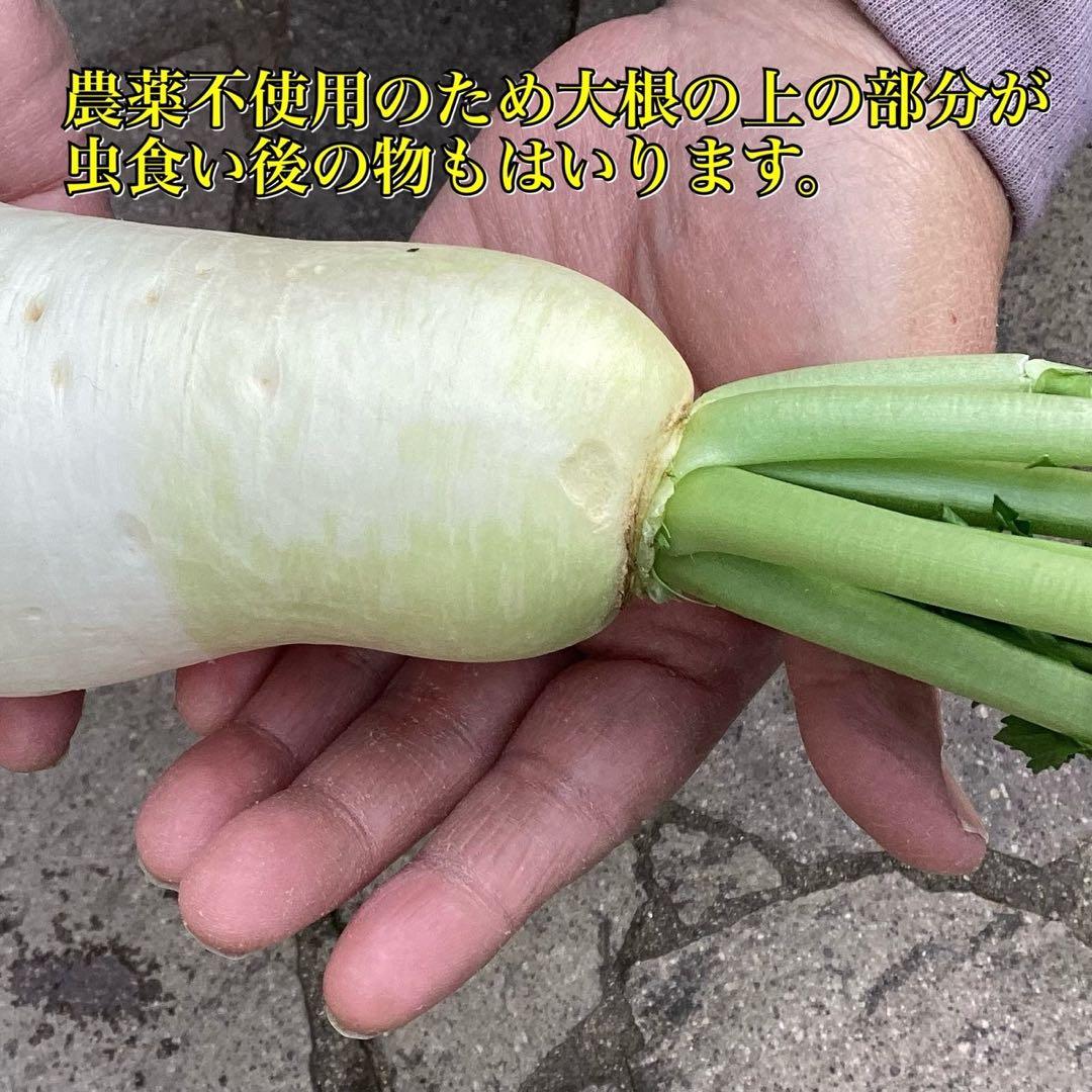 新春特価　立垣為良　岡山県産　農薬不使用　無肥料　ねずみ大根50本辛味大根
