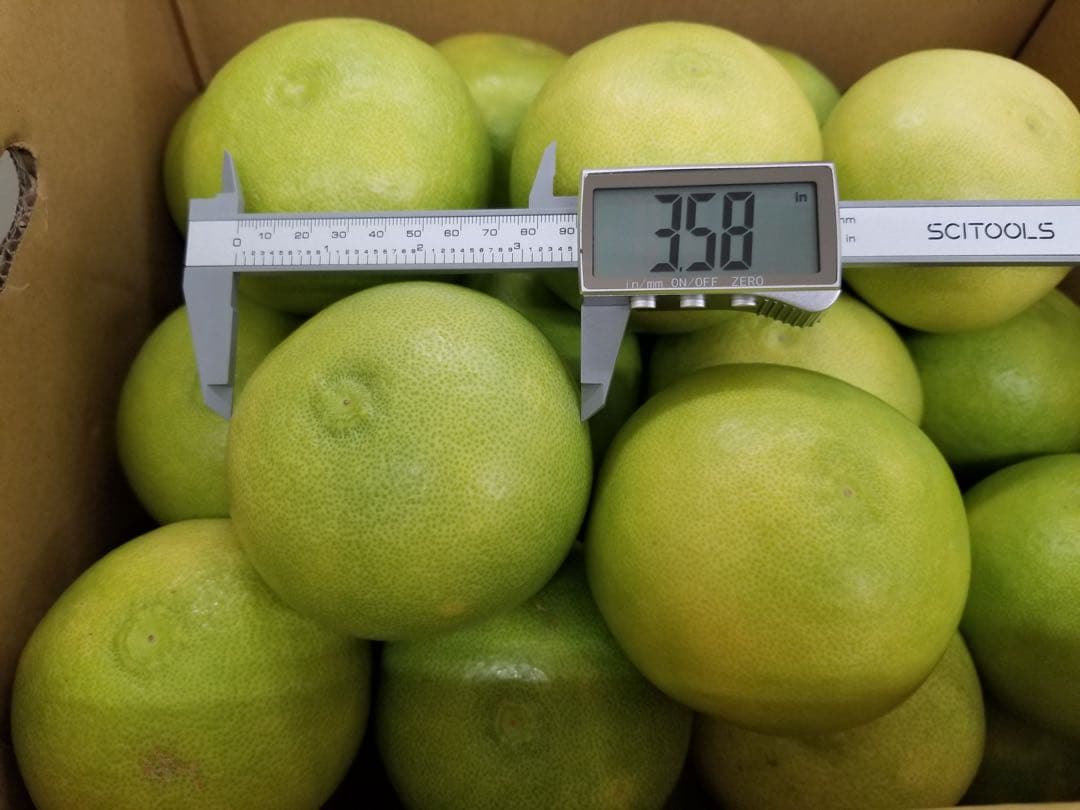 高知産　水晶文旦 約9キロ　ご家庭用