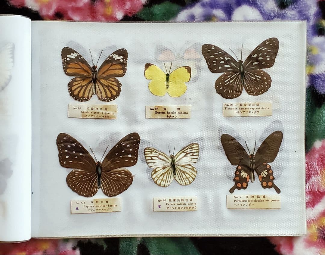 【1960年代当時物】☆蝶類標本☆『台湾産蝴蝶2/2』☆本物の蝶を100頭収録☆