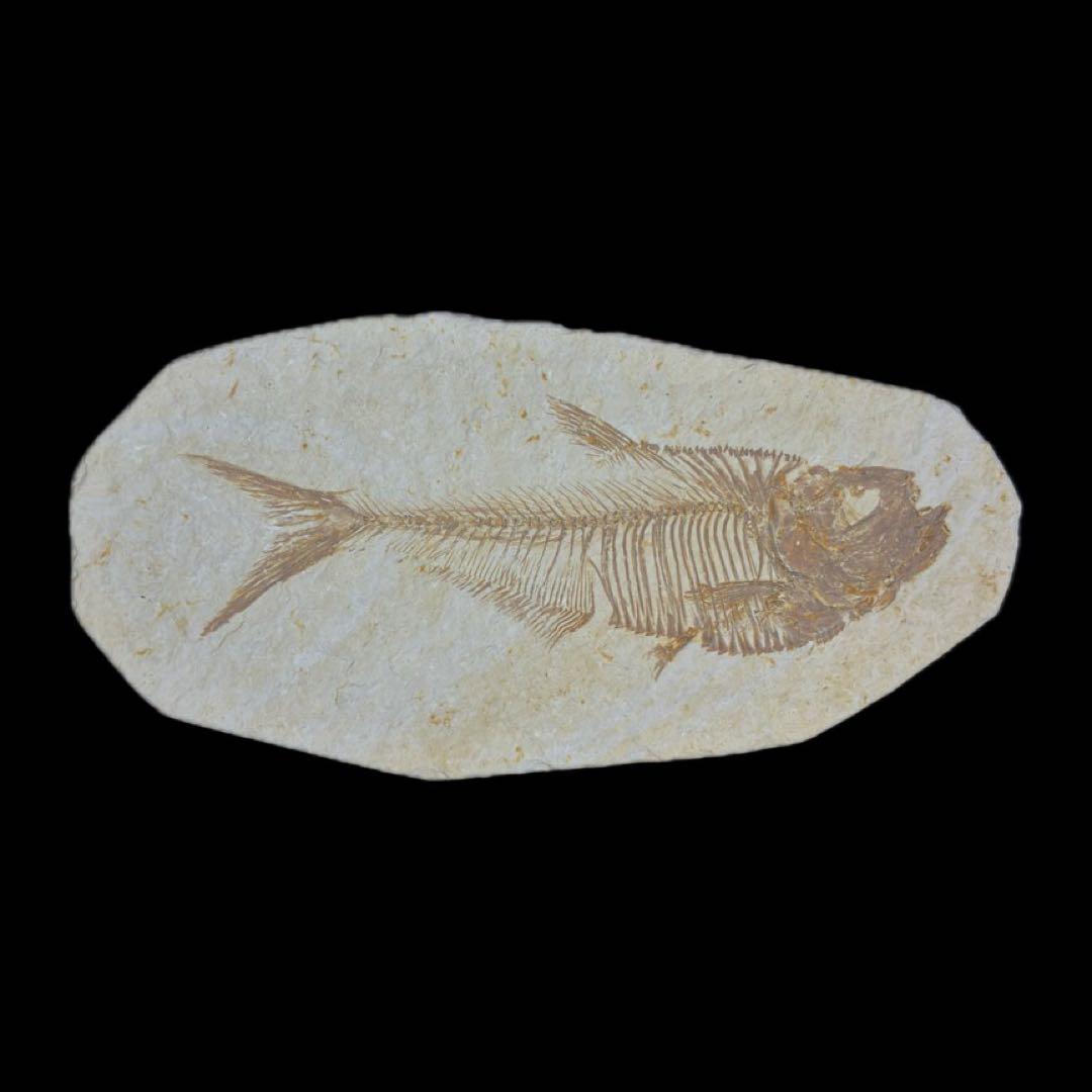 ディプロミスタス　魚の化石　アメリカ　ワイオミング州 産