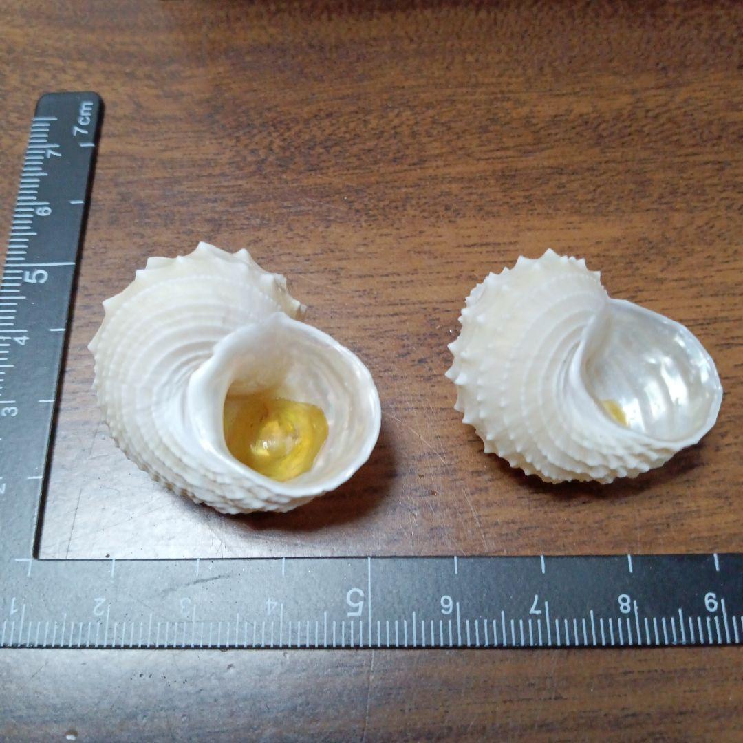 貝殻標本　イガギンエビス⑥