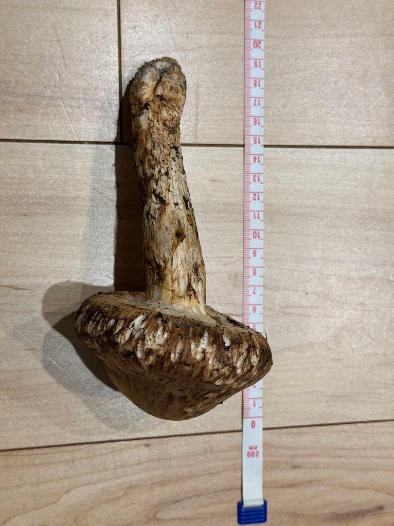 松茸135g岡山県北産