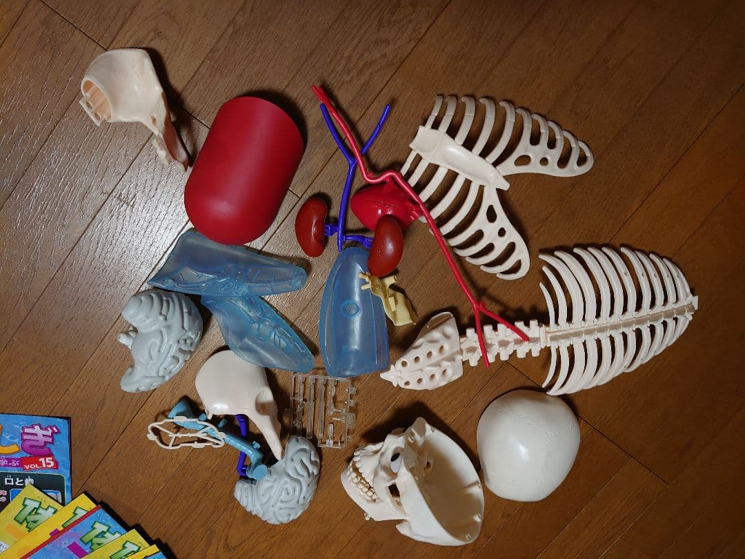 アシェット ・コレクションズ・ジャパン 体の ふしぎ