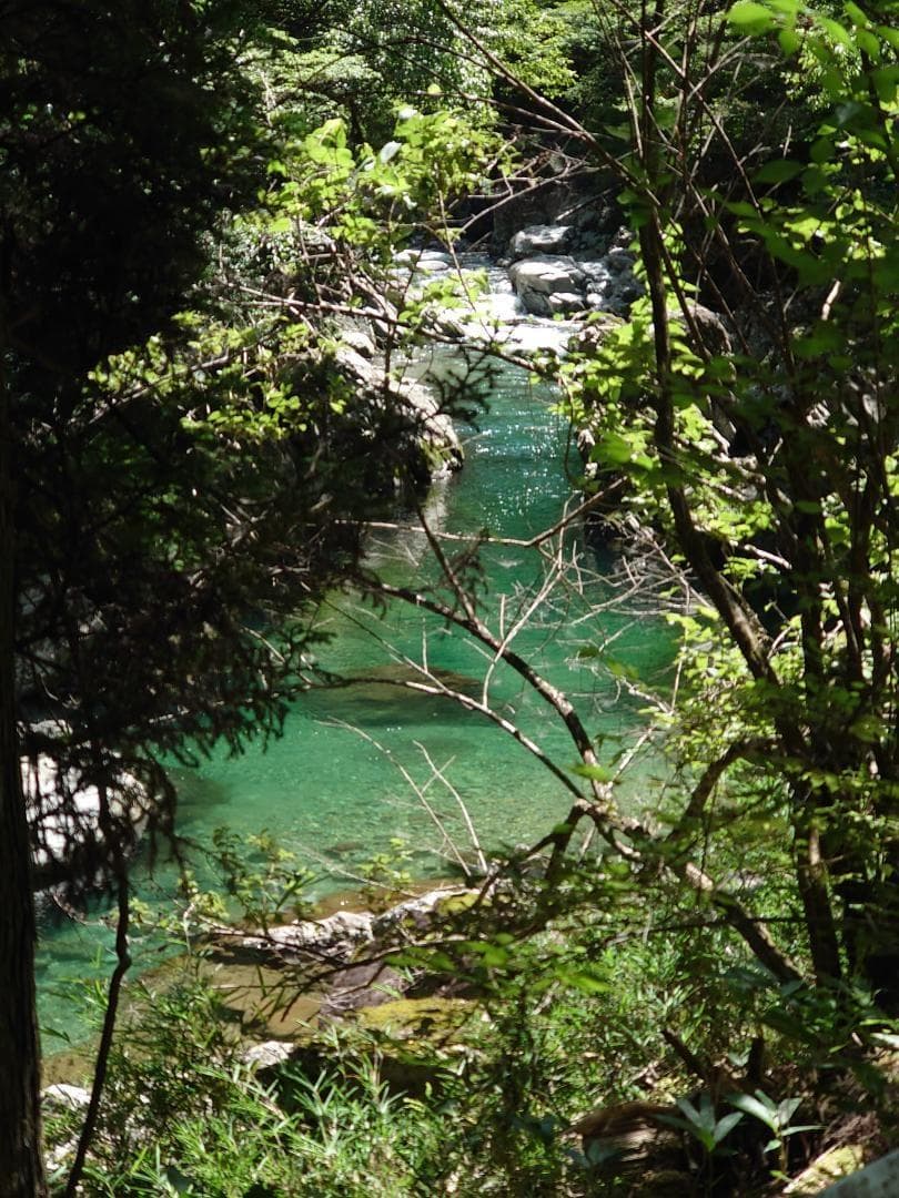 プロが絞った濃厚な味わいの国産百花蜜 　梅酒瓶入り　おまけ付　生産者価格で大放出