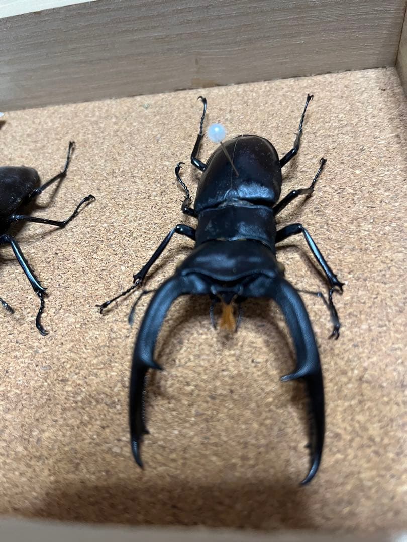 マンディブラリスフタマタクワガタ　標本 約11cm木製ケース付き