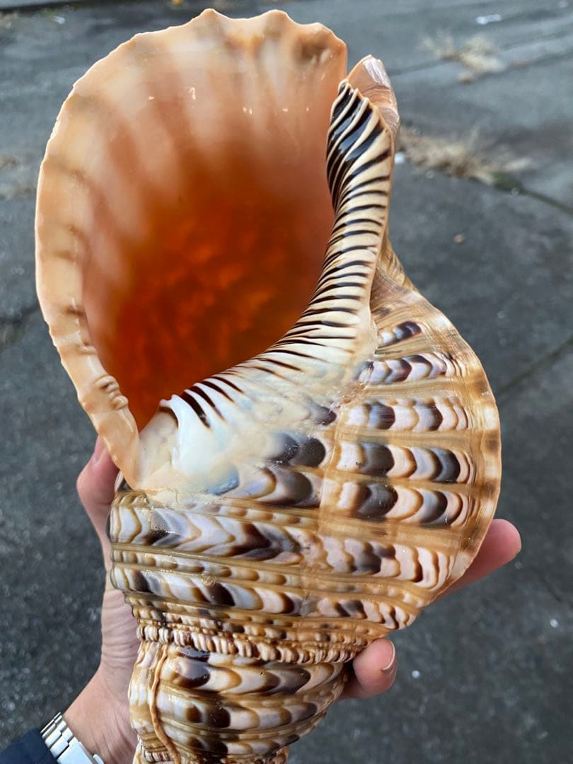 法螺貝　ホラ貝　特大サイズ　36cm 888g 色合いが綺麗　新鮮法螺貝