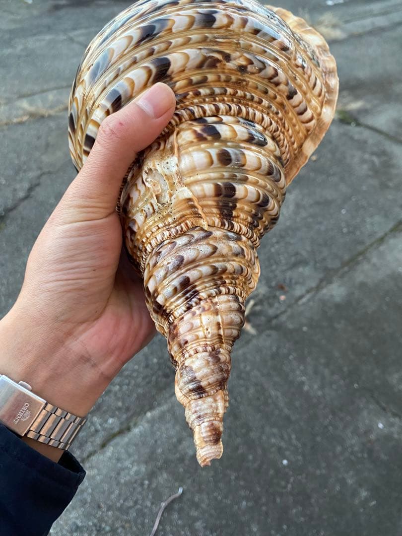 法螺貝　ホラ貝　特大サイズ　36cm 888g 色合いが綺麗　新鮮法螺貝