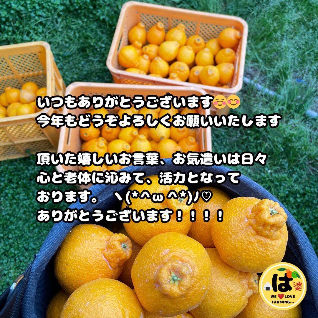 ※確認用　訳あり　大玉MIX箱込み9.5kg以上【露地栽培　不知火　デコポン】