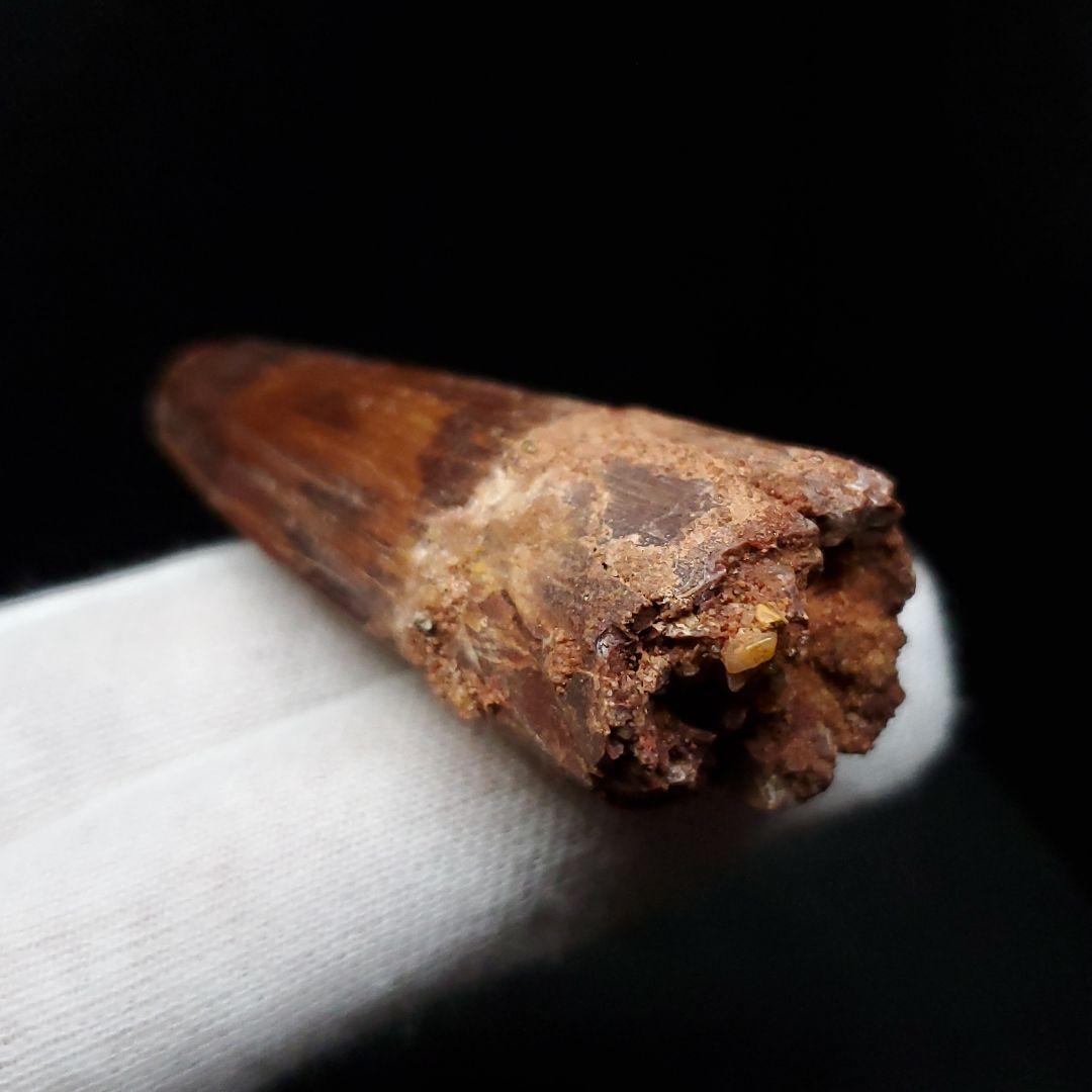 美品 スピノサウルス 本物 モロッコ産 52mm sp446