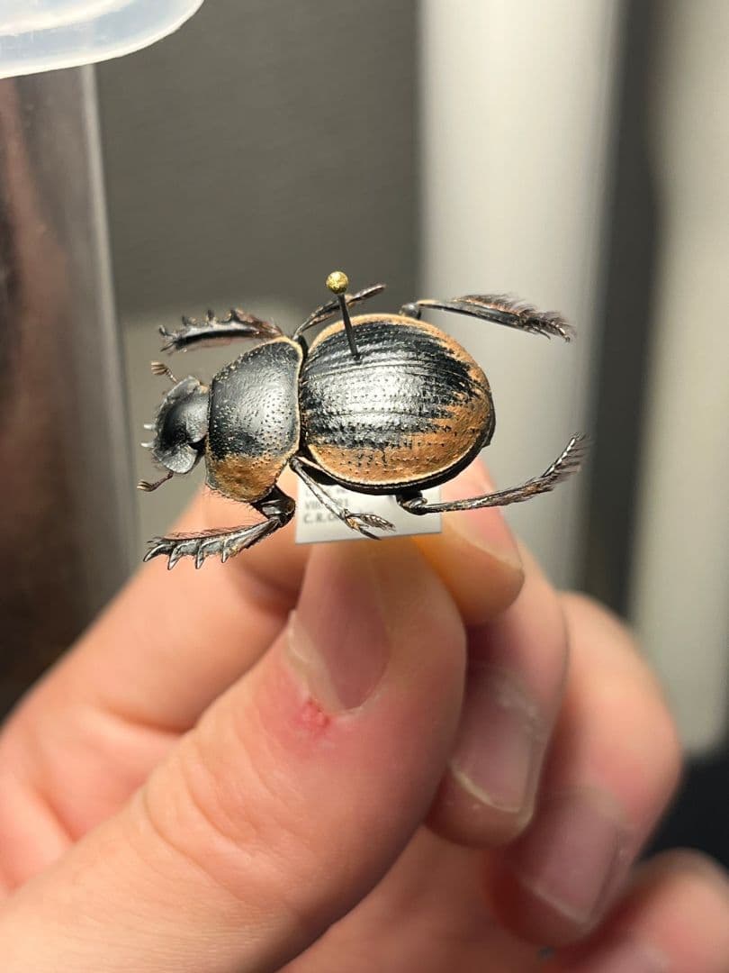 【25mm】Pachysoma gariepinus 糞虫フンコロガシ甲昆虫標本