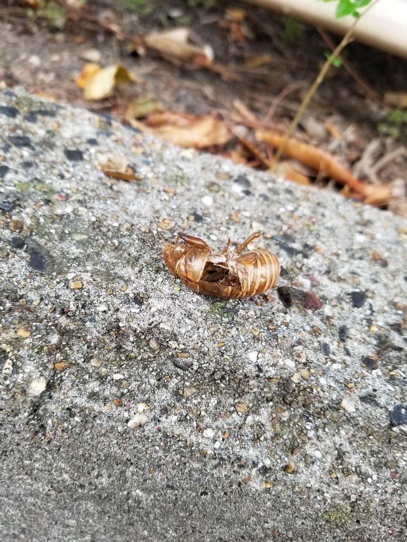 セミの抜け殻
