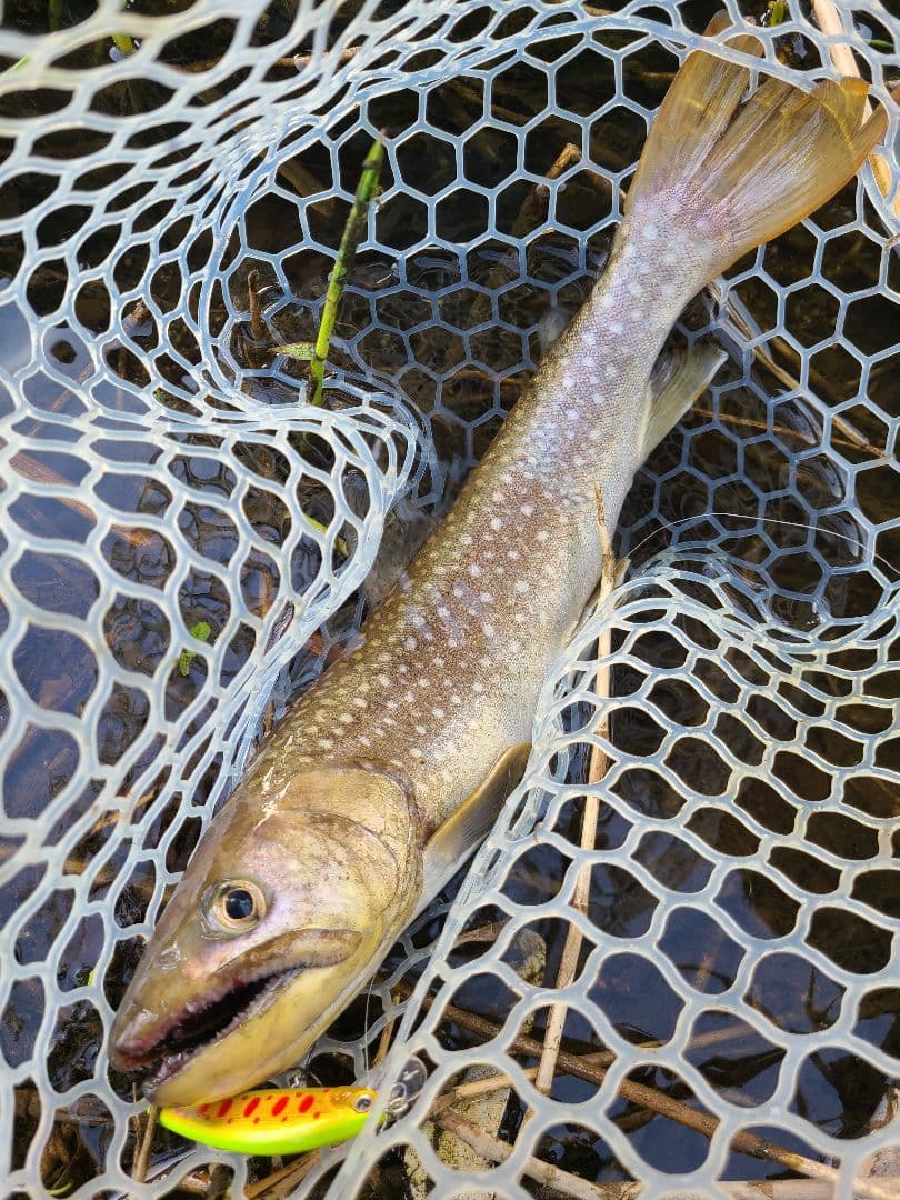 シャンクス専用