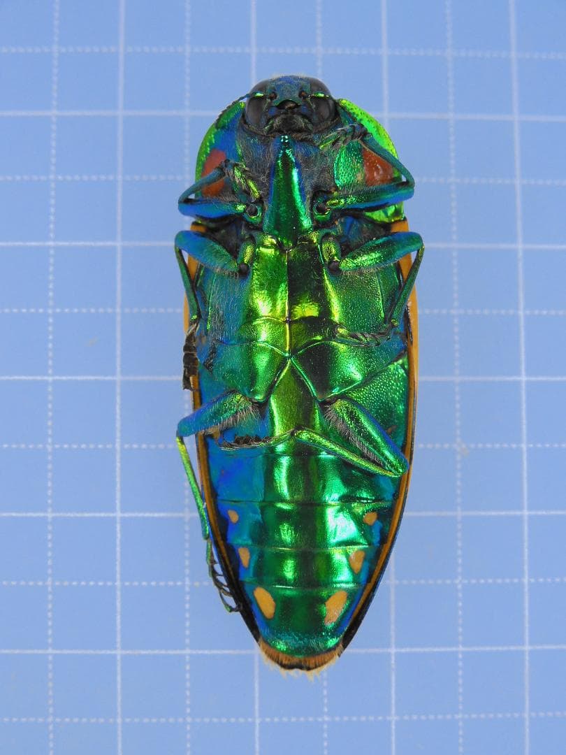 標本 Australia Calodema regale 42mm