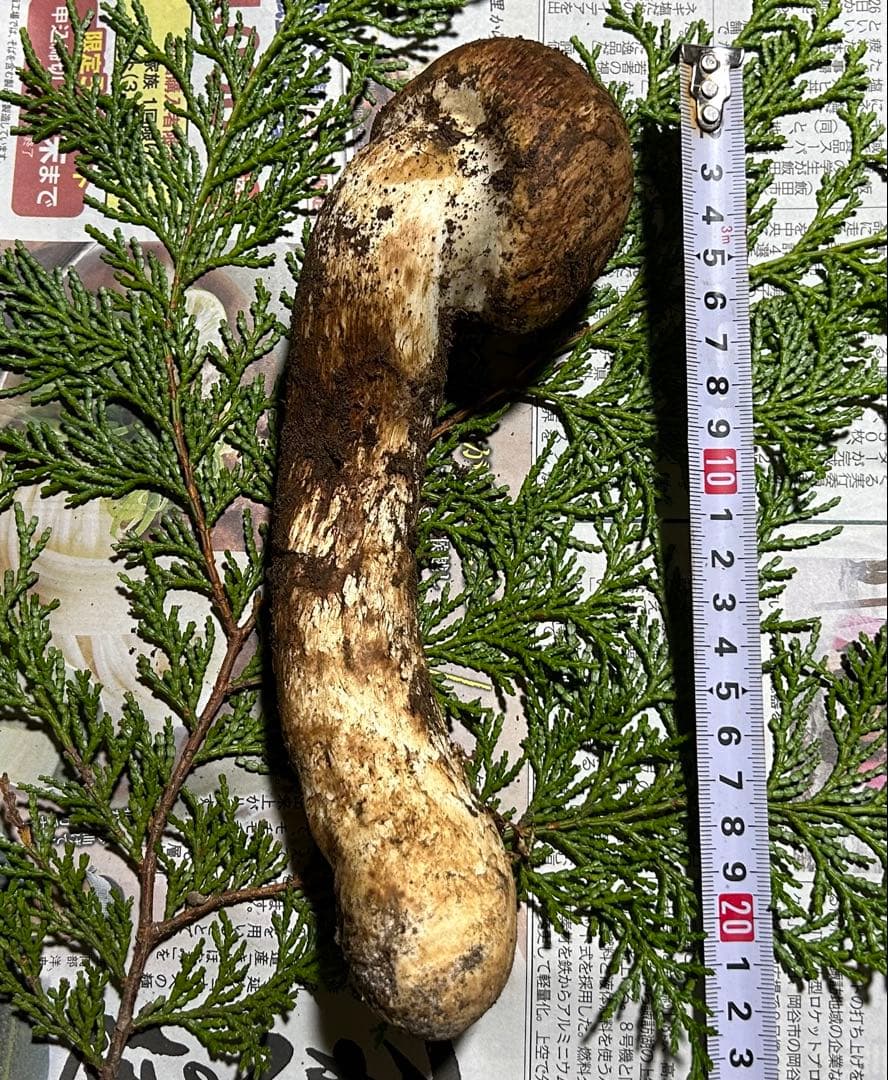 ☆信州産松茸☆ツボミの20センチオーバー冷凍松茸、約150グラム☆国産松茸☆⑳☆