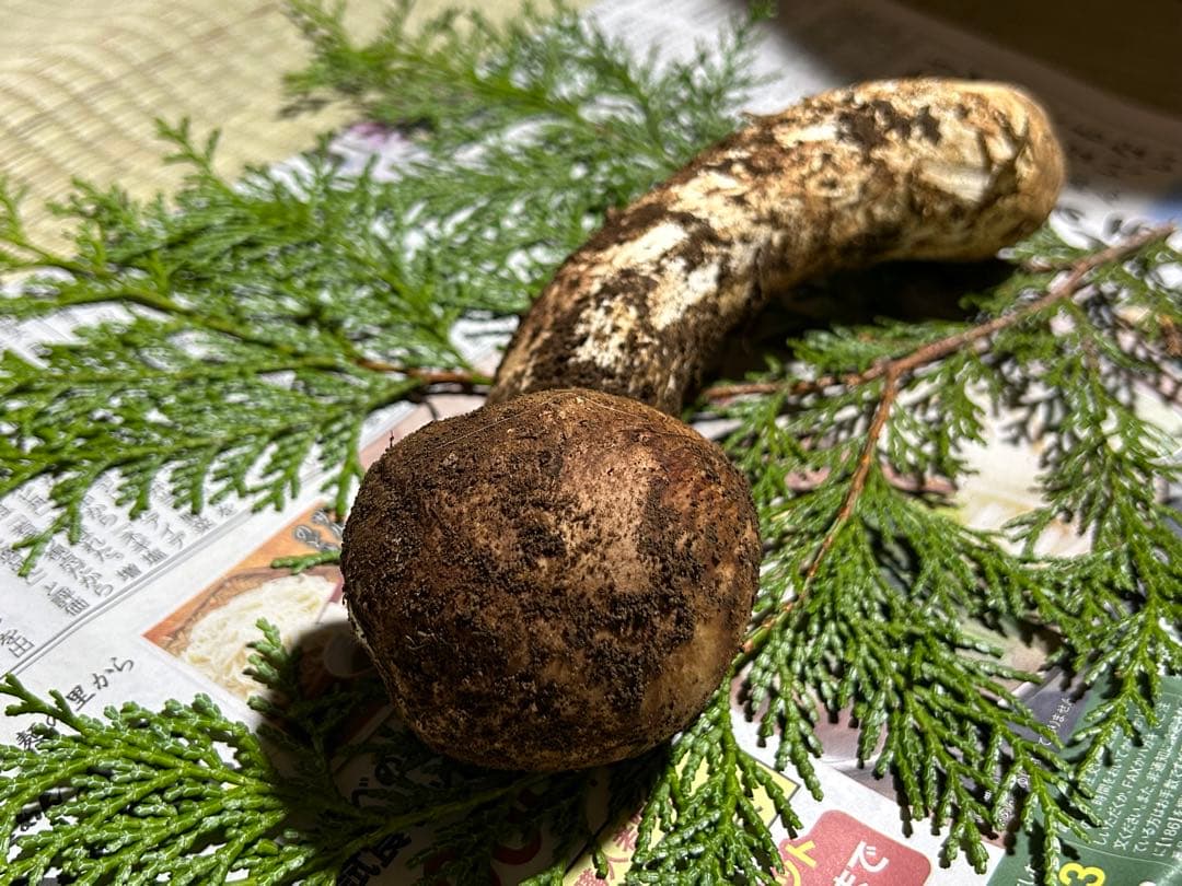 ☆信州産松茸☆ツボミの20センチオーバー冷凍松茸、約150グラム☆国産松茸☆⑳☆