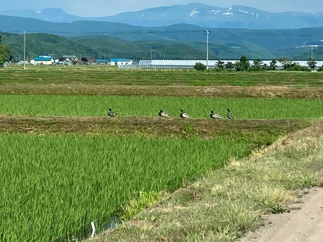 令和7年度北海道産ゆめぴりか玄米10㎏農家直送