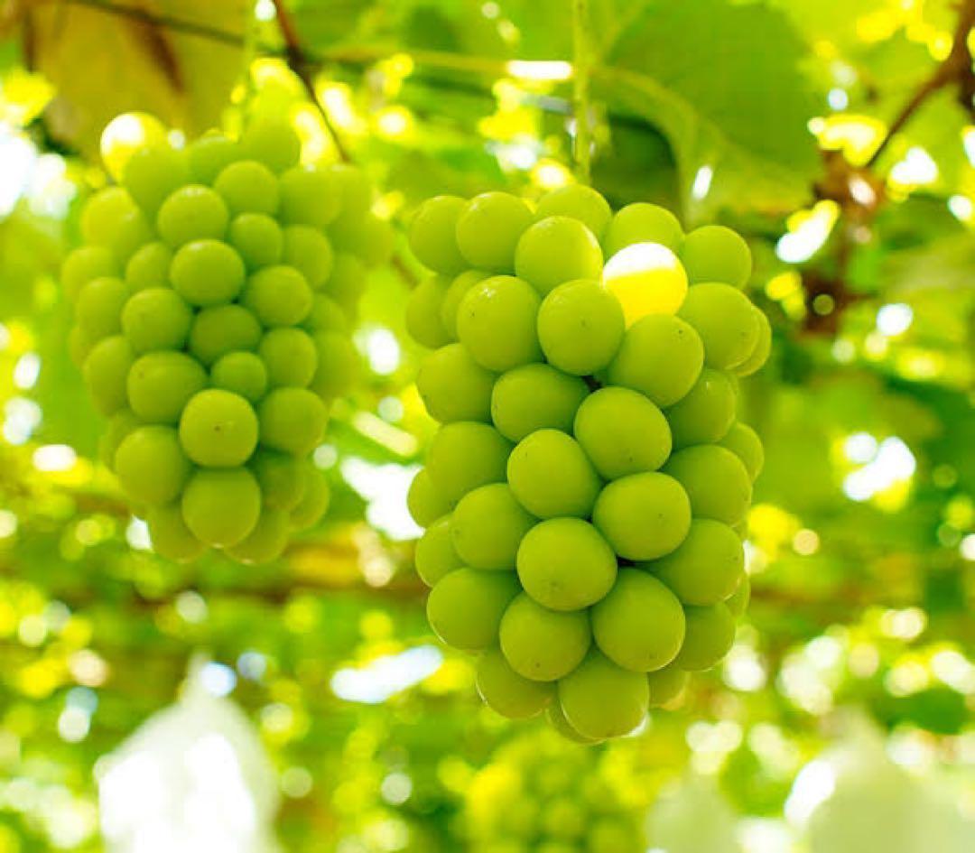 かっじょ出品【岡山産】 5kg 甘い高級シャイン　!特大粒.大房 7房