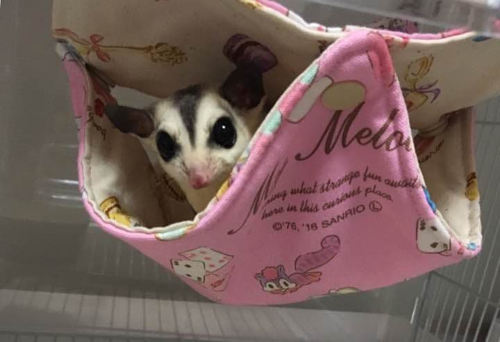 モモンガハウス(ミツバチ・クローバー)夏仕様  涼しい夏生地を使用❗️