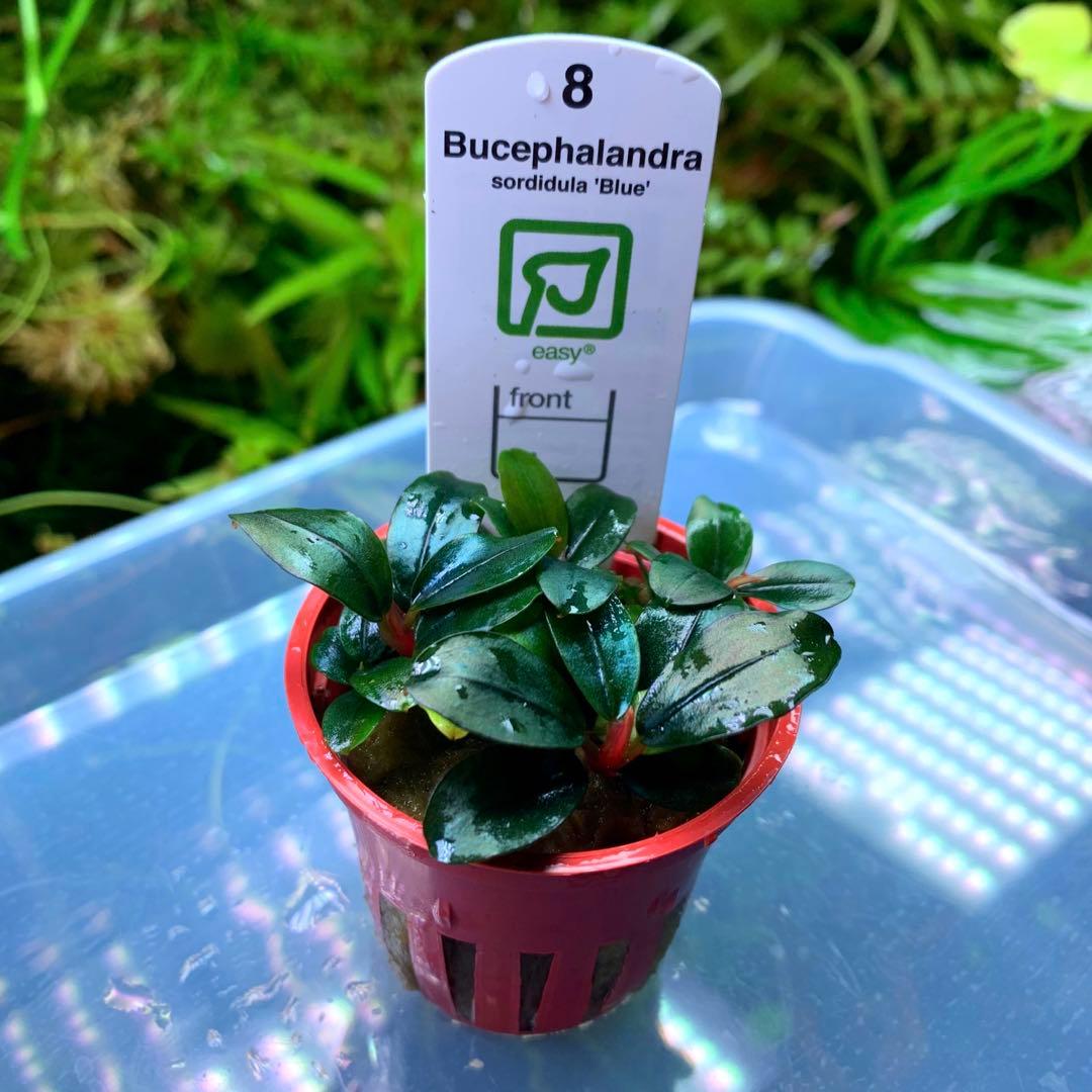 ブセファランドラ・ソルディデュラブルー(トロピカ社1ポット)