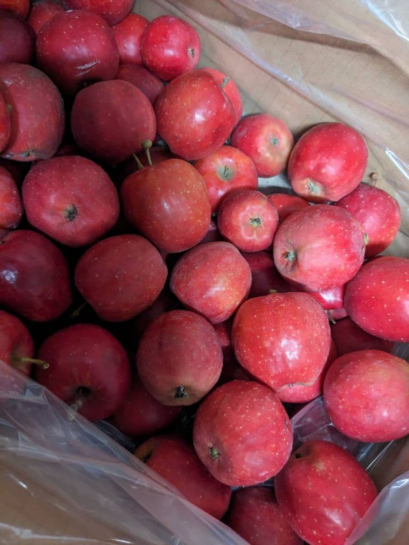 アルプス乙女15キロ