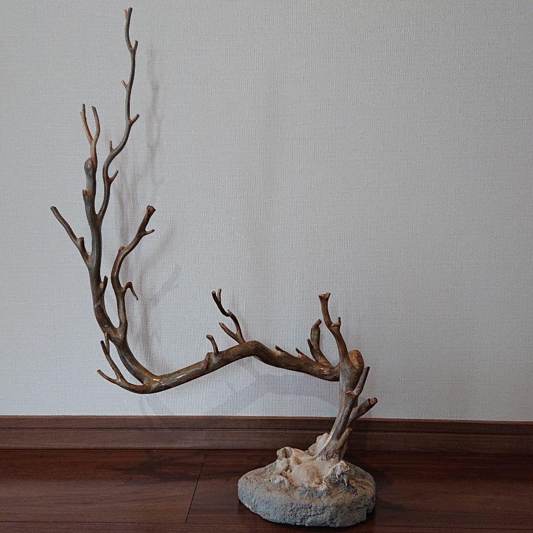 海松 深海松 レインボーコーラル 原木 珊瑚 希少