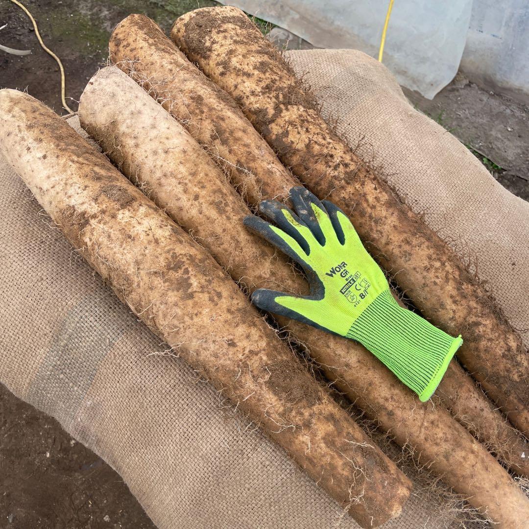 北海道産 長芋 20キロ