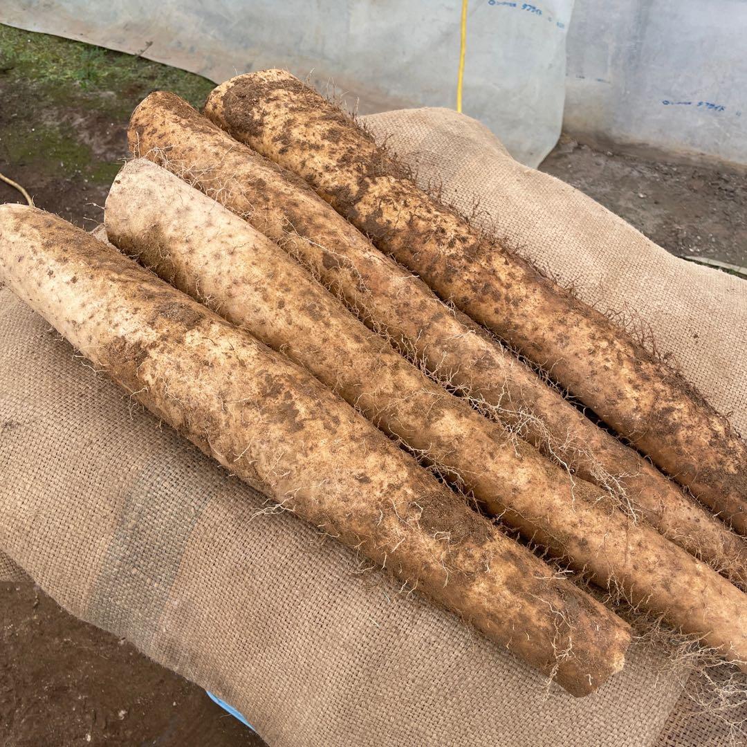 北海道産 長芋 20キロ