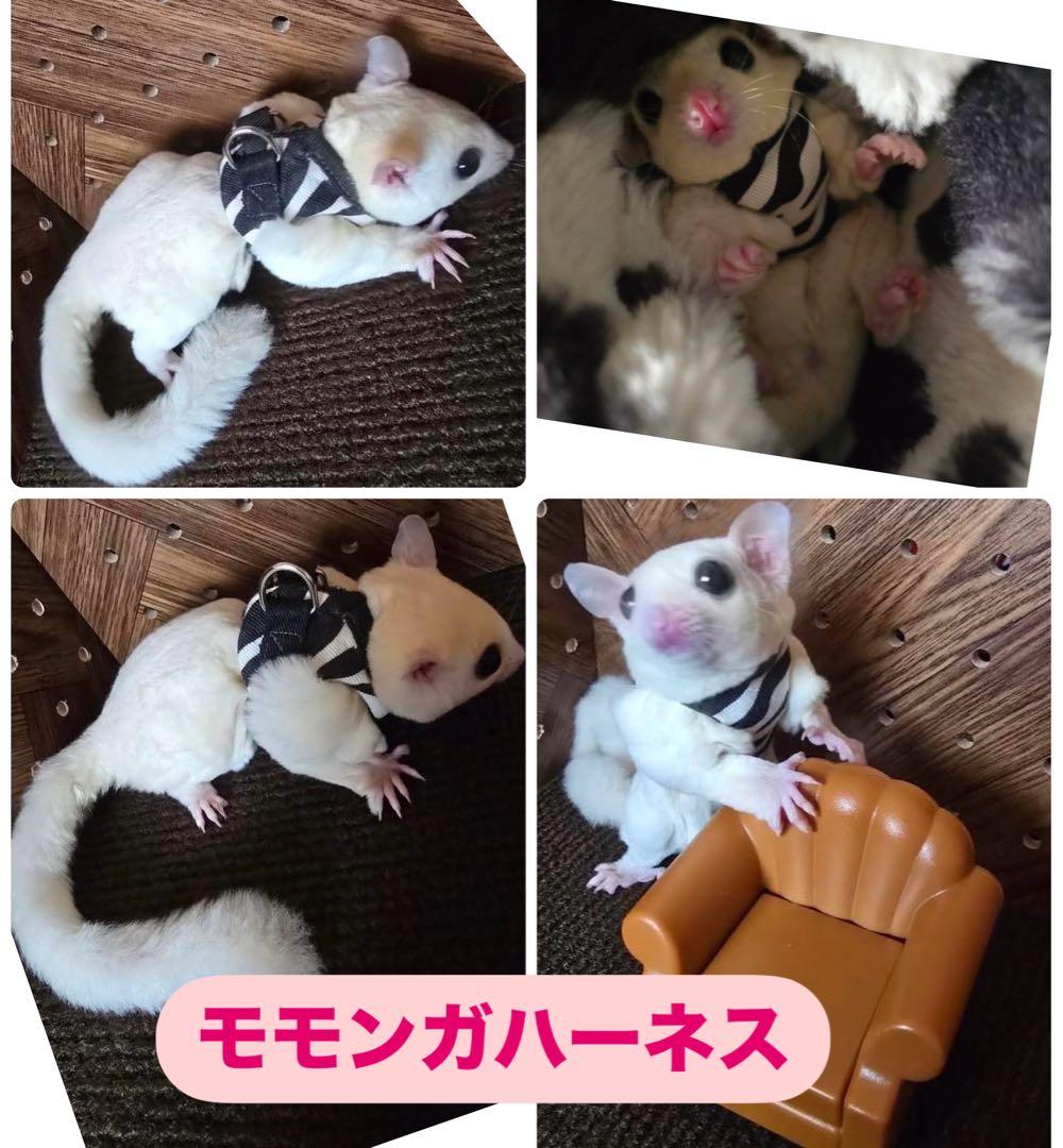 モモンガハーネスオーダー受付中