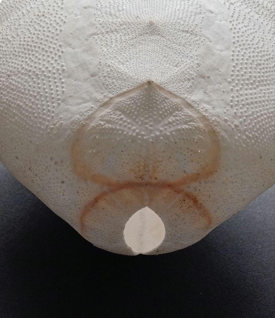 特大サイズ　ライオネスブンブク　ブンブク　標本　ウニ殻