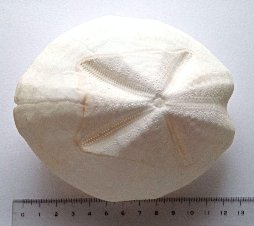 特大サイズ　ライオネスブンブク　ブンブク　標本　ウニ殻