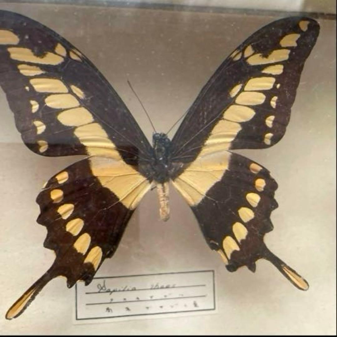 アンティーク蝶標本 モルフォ蝶　他　　ヴィンテージ昆虫標本　全22種類