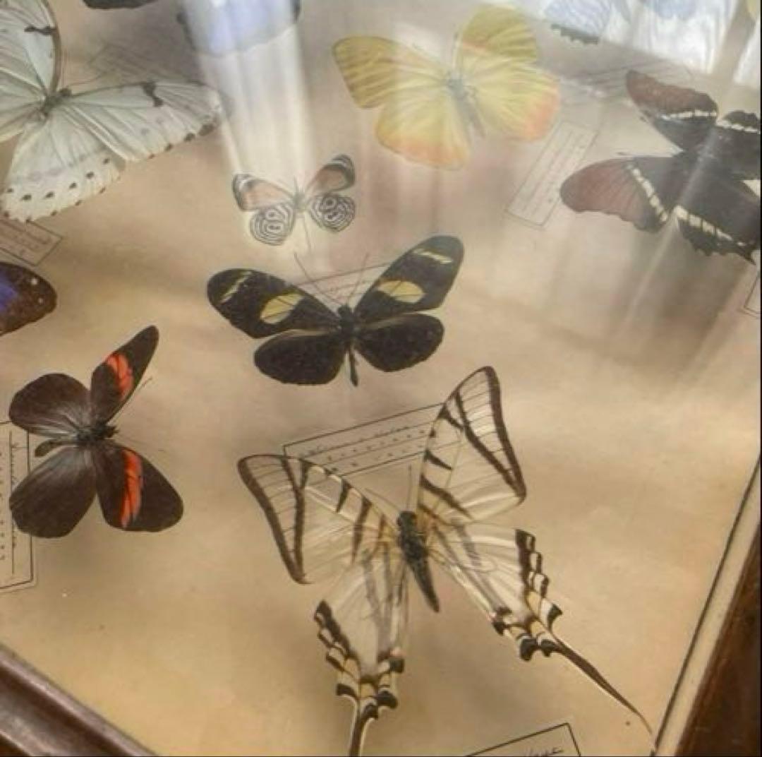 アンティーク蝶標本 モルフォ蝶　他　　ヴィンテージ昆虫標本　全22種類