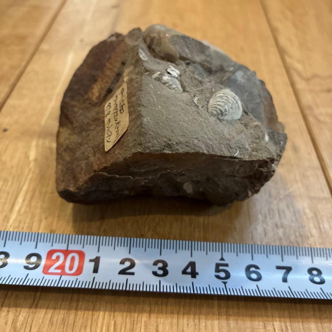 アンモナイト化石 約20cm 1997.8採掘