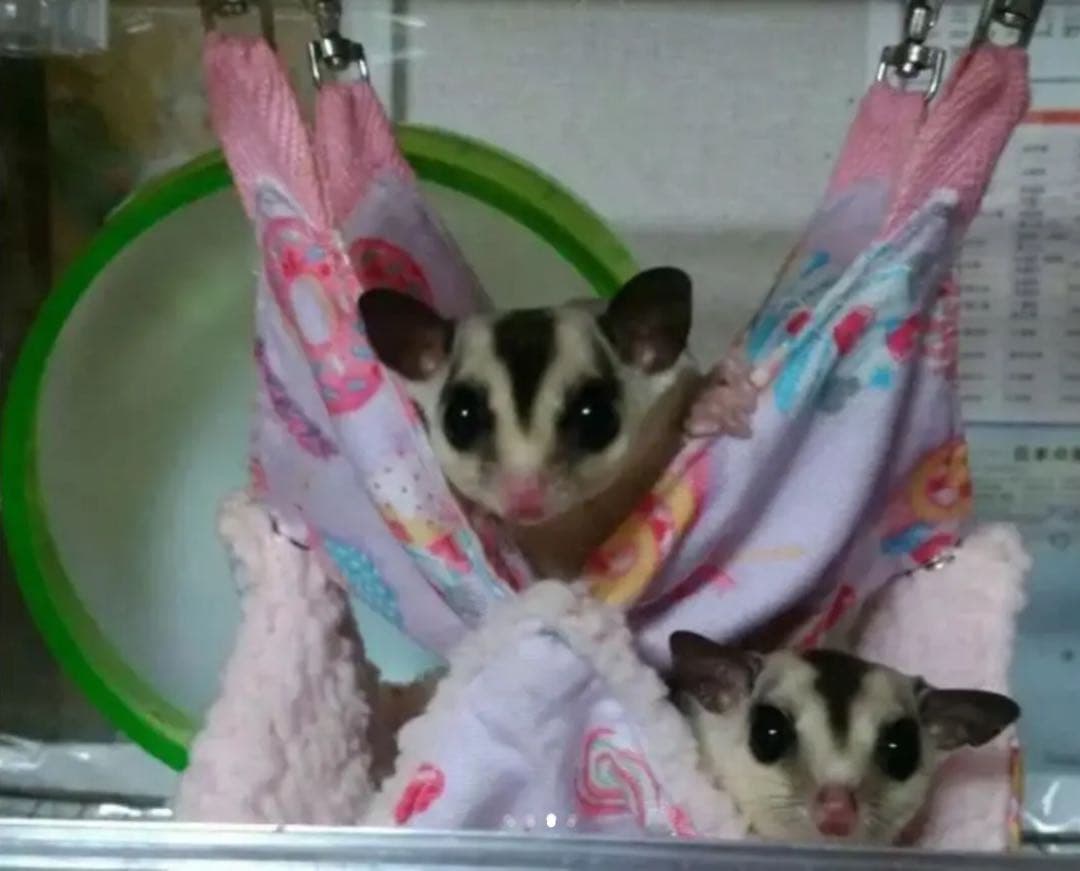 モモンガハウス (キャンディ柄)ボアピンク  1850円