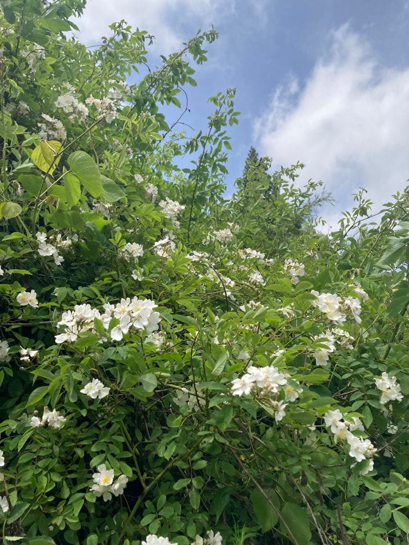 tomon ニホンミツバチ　生ハチミツ1120g