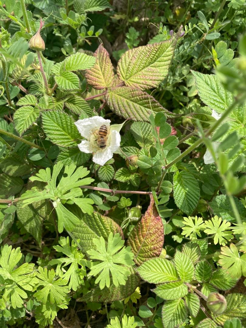 tomon ニホンミツバチ　生ハチミツ1120g