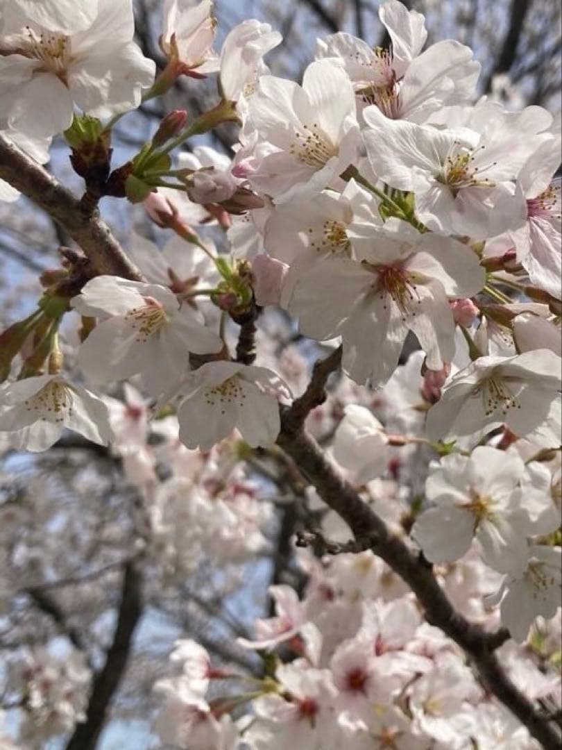 tomon ニホンミツバチ　生ハチミツ1120g