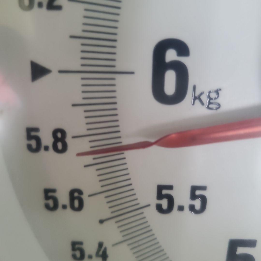 0️⃣4️⃣ 山梨県産 シャインマスカット８房入り 箱込み5.6キロ