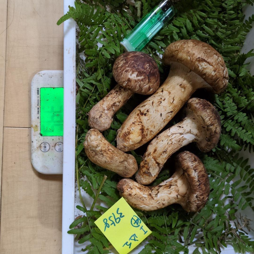 和歌山松茸 新鮮朝市　込み込み　395㌘