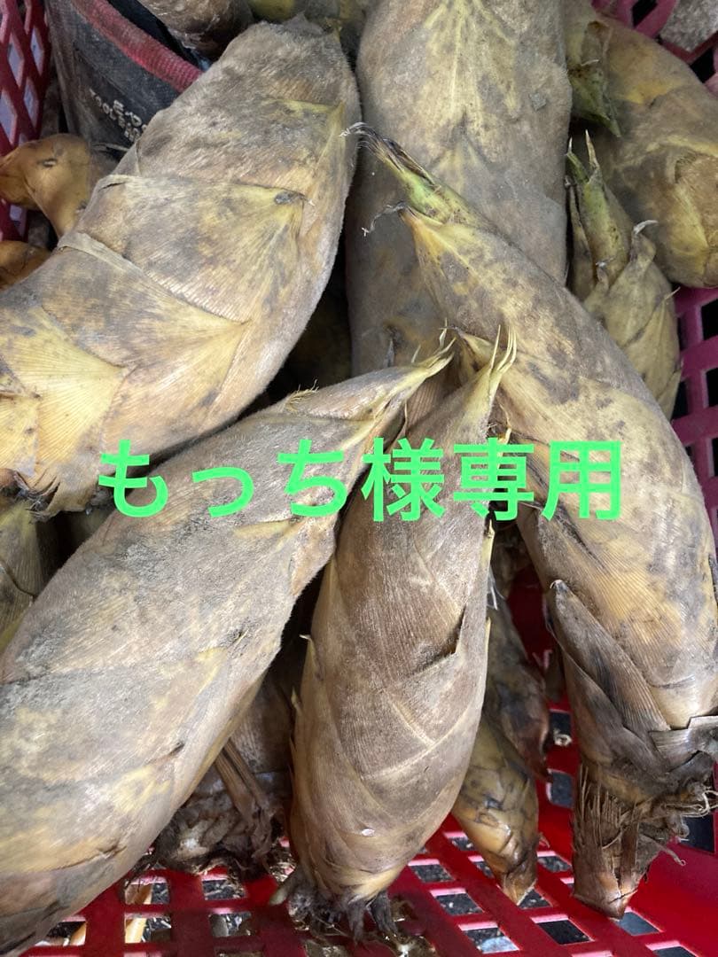 超早掘り筍３キロ（御節用）