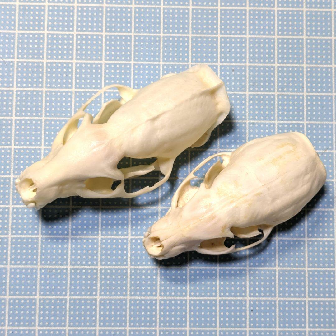 頭骨標本　ジャワマングース　ペア