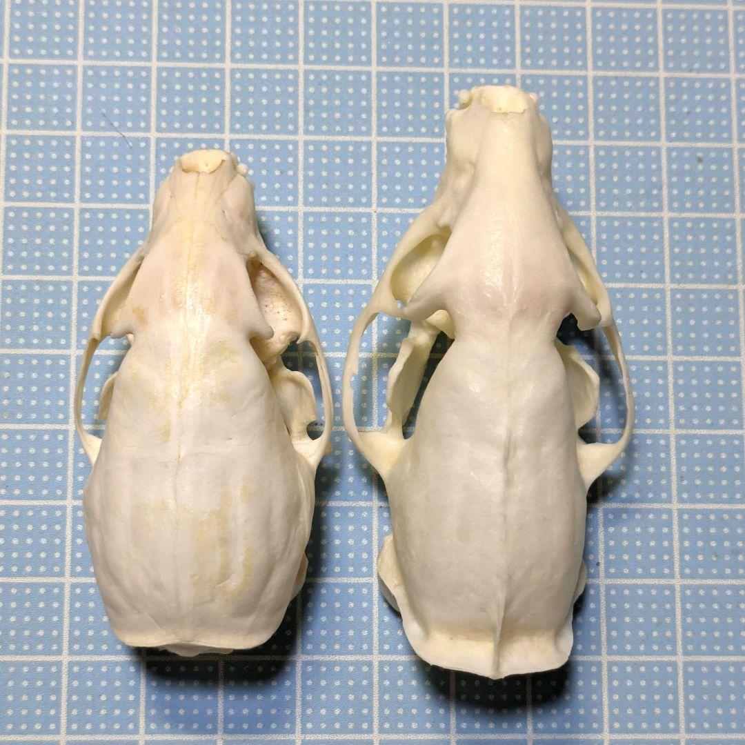 頭骨標本　ジャワマングース　ペア