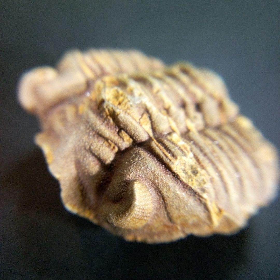 三葉虫　化石　fossil　ボリビア産　trilobite　南アメリカ化石郡⑤