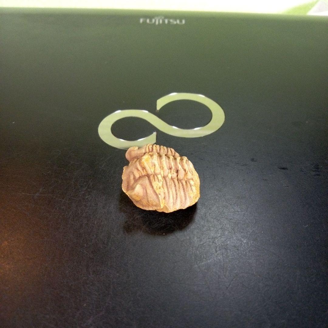 三葉虫　化石　fossil　ボリビア産　trilobite　南アメリカ化石郡⑤
