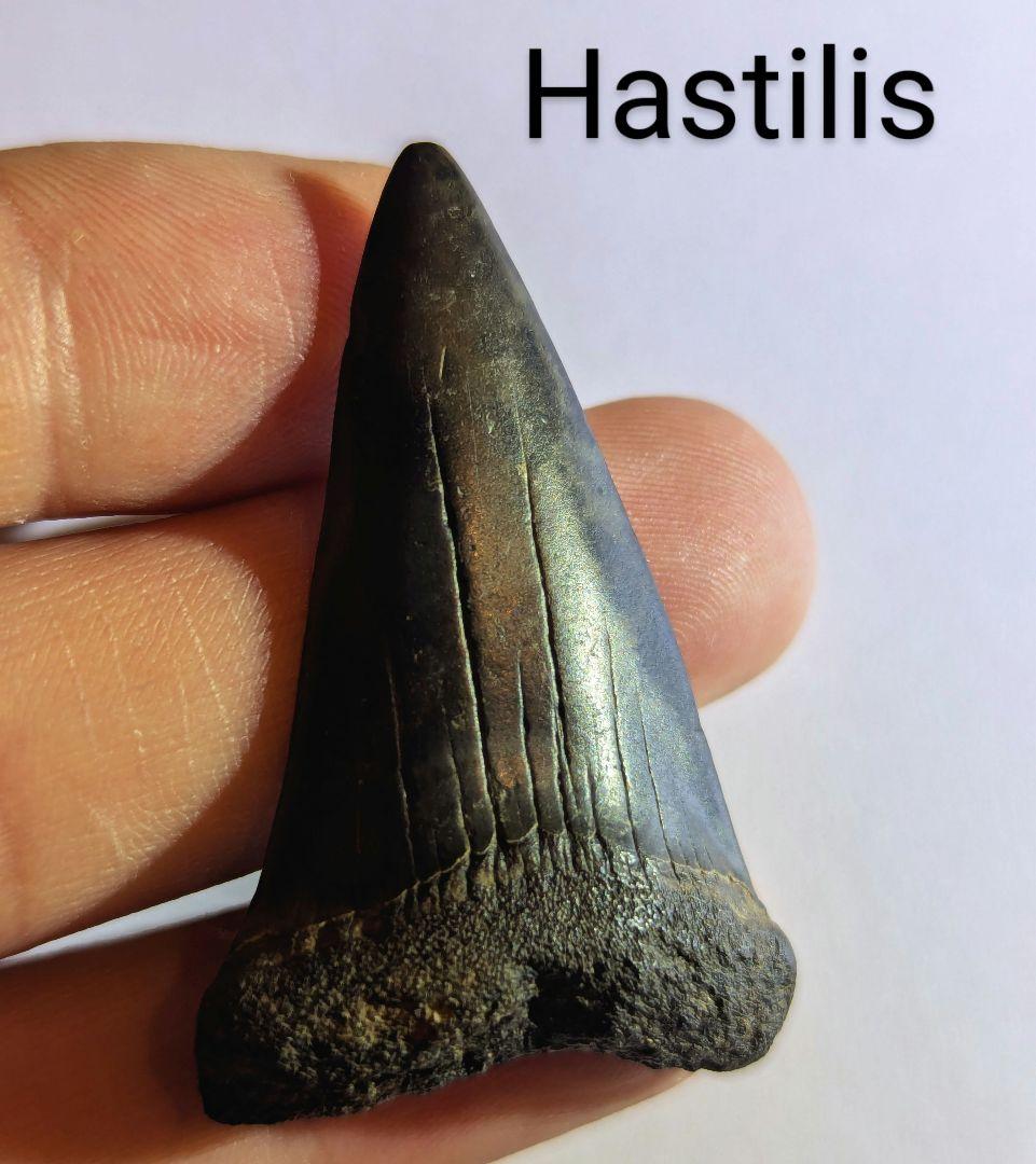 ホホジロザメ　ハスタリス　サメの歯化石