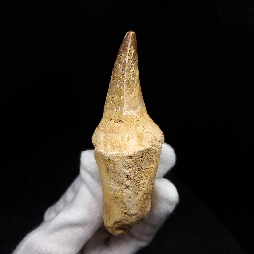 歯根付き モササウルス 化石 歯 本物 モロッコ産 85.63mm mos129