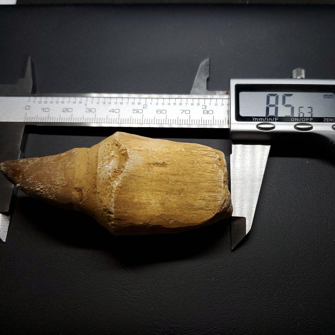 歯根付き モササウルス 化石 歯 本物 モロッコ産 85.63mm mos129